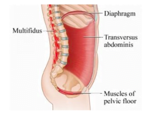 Core muscles image